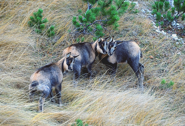 Camoscio d''Abruzzo Rupicapra pyrenaica ornata